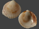 Plagiocardium papillosum