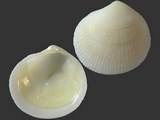 Ctena decussata