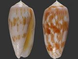 Conus julii