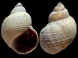 Echinolittorina millegrana