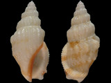 Canarium haemastoma