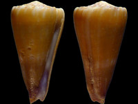 Conus moreleti