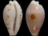 Cypraea contaminata