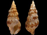 Colubraria muricata