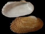 Variation212090
