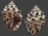 Morula uva