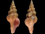 Nodolatirus nodatus