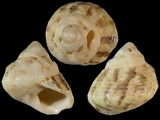 Variation312126