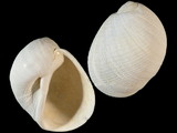 Eunaticina papilla