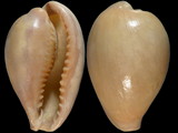Variation212130