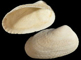 Sheldonella lateralis