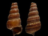 Cerithidea decollata