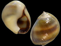 Nassarius kraussianus