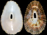 Fissurella natalensis