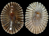 Siphonaria capensis