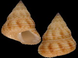 Calliostoma africanum