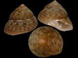 Clanculus atricatena