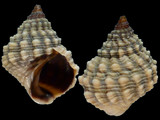 Echinolittorina natalensis