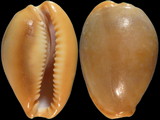 Cypraea citrina