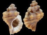Monoplex klenei