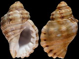 Cymatium africanum natalensis