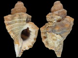 Cymatium durbanensis