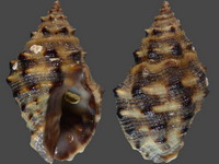 Semiricinula nodosa