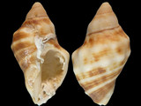 Variation212230