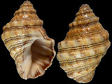 Semiricinula tissoti