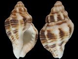 Variation112237