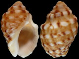 Burnupena lagenaria