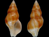 Peristernia fuscotincta