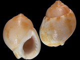 Demoulia ventricosa