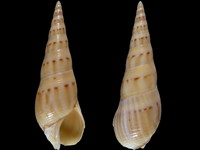 Bullia diluta