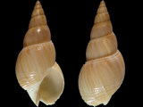 Bullia similis