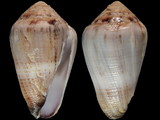 Conus biliosus