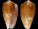 Conus mozambicus