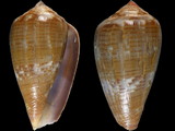 Conus tinianus