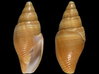 Strigatella subruppelli