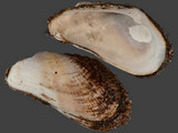 Barbatia obliquata