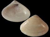 Tivela compressa