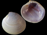 Variation212297