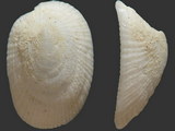 Tugali parmophoidea