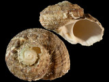 Variation212325