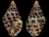 Morula marginalba