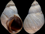 Austrolittorina unifasciata