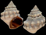 Nodilittorina pyramidalis