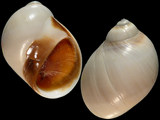 Variation312349