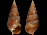 Terebralia semistriata