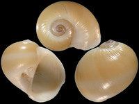 Natica vitellus